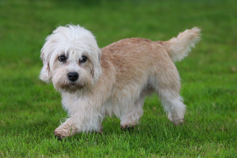 Dandy Dinmont Terrier