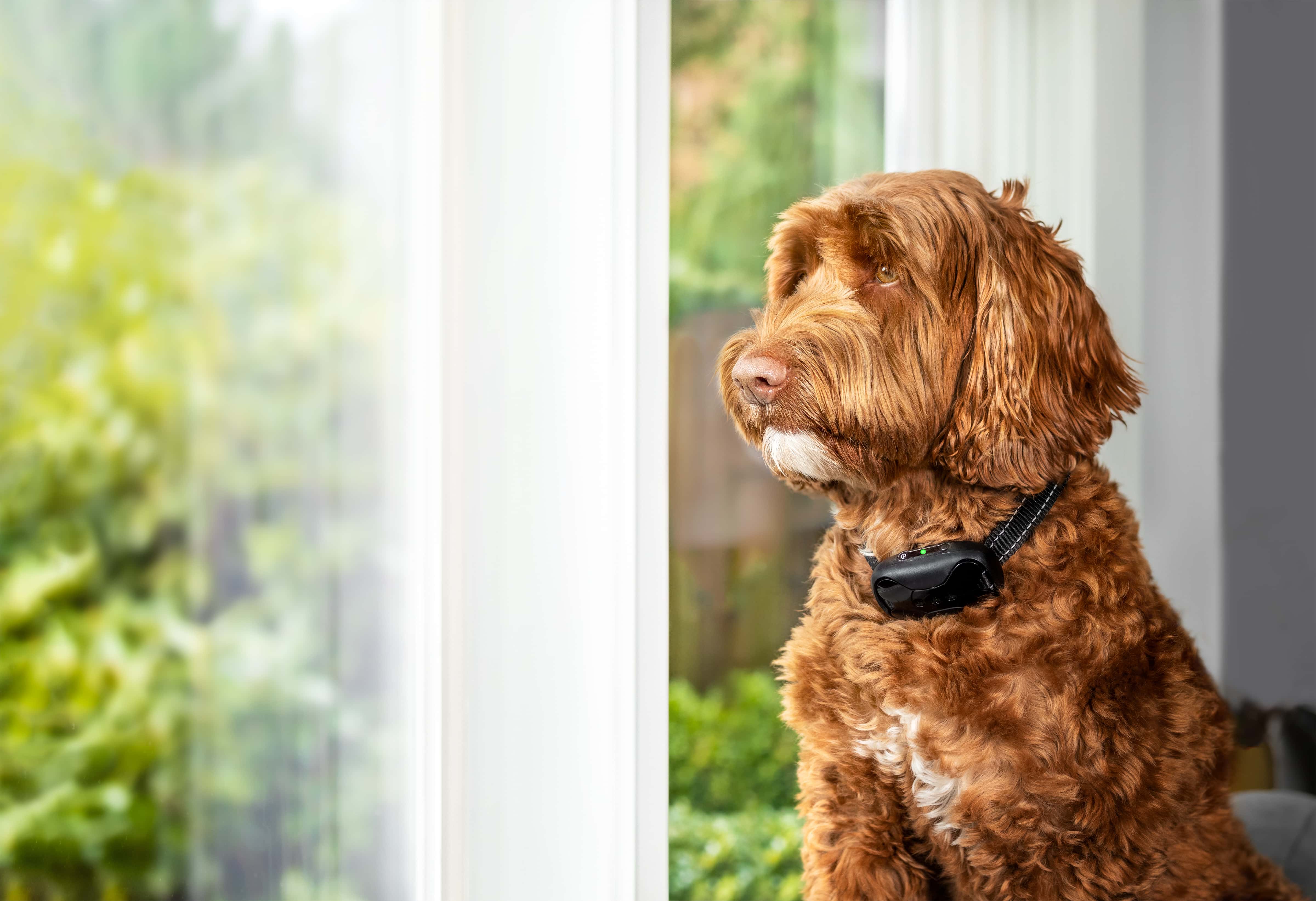 Labradoodle dog with vibrating collar