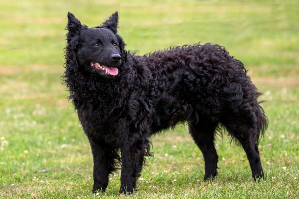 The Mudi, a Hungarian herding breed