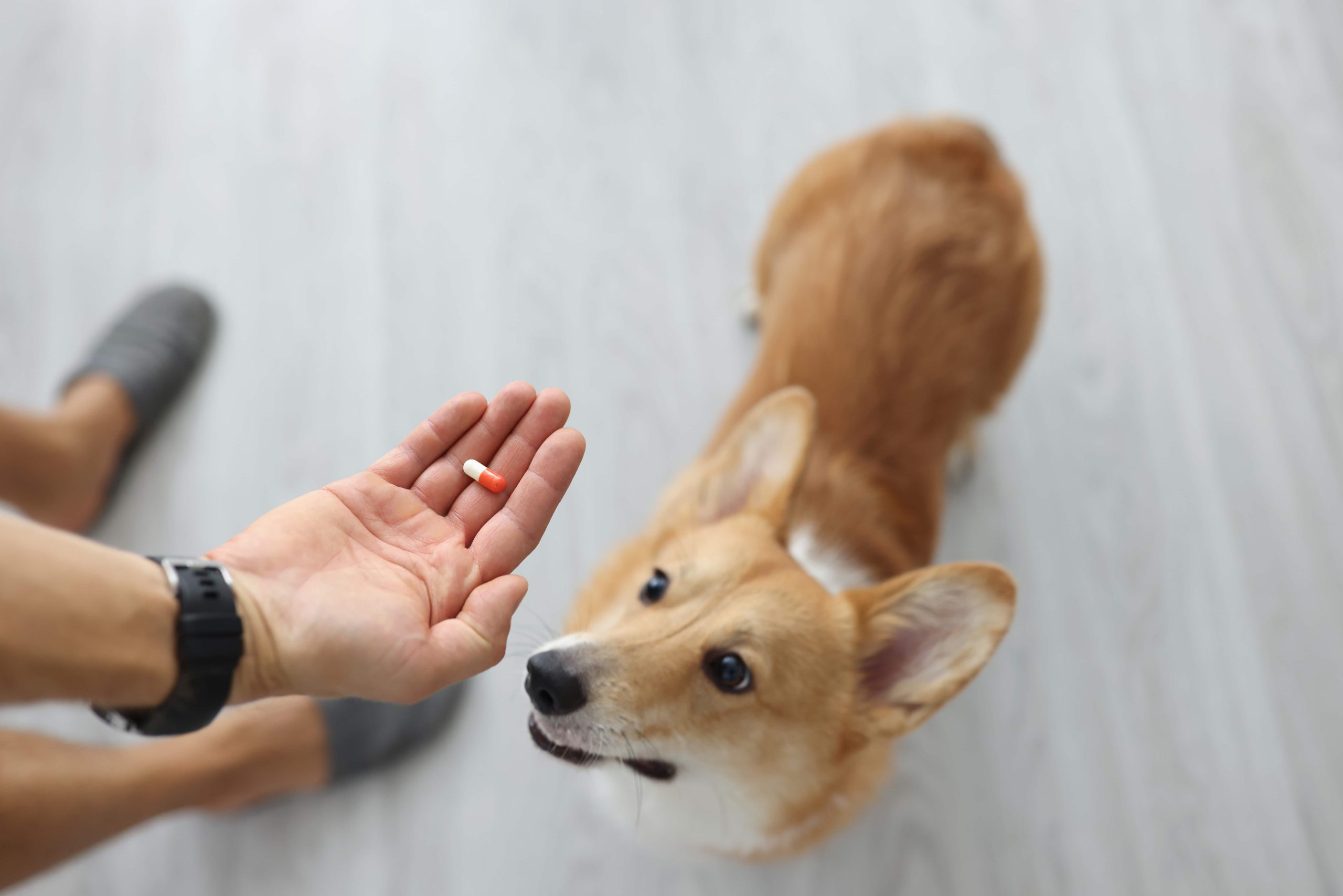 Dog eating pill