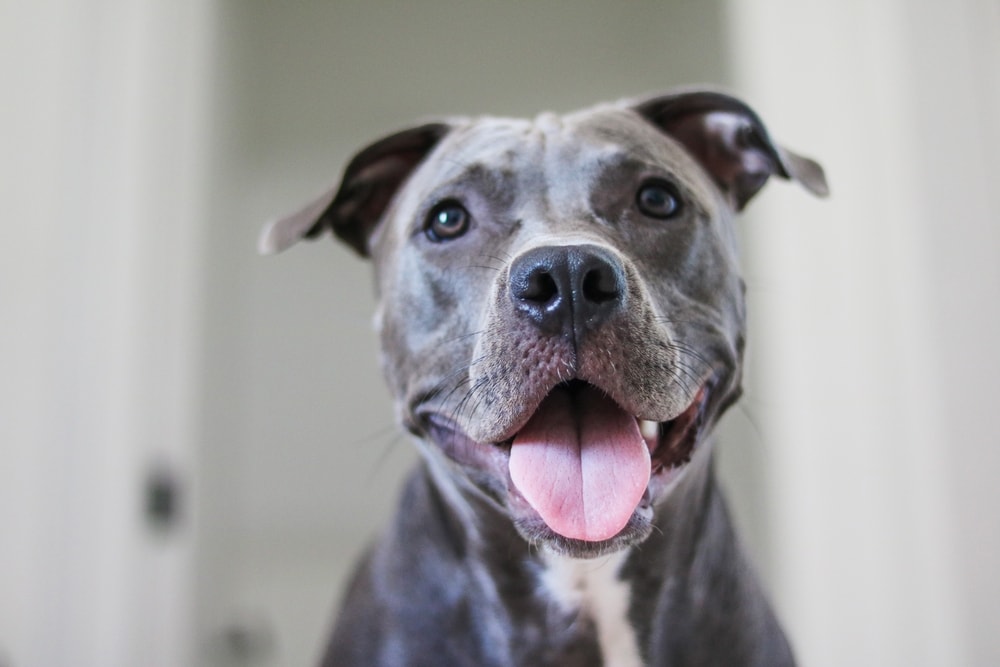 Blue Nose Pitbull