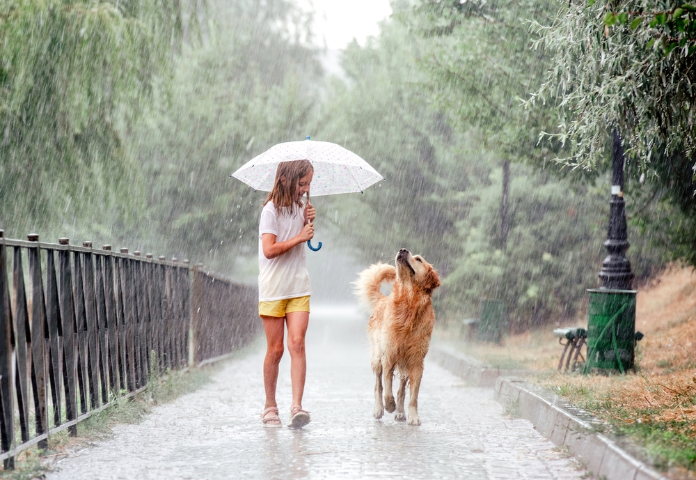 Girl with golden retriever dog during rain walking under umbrella outside