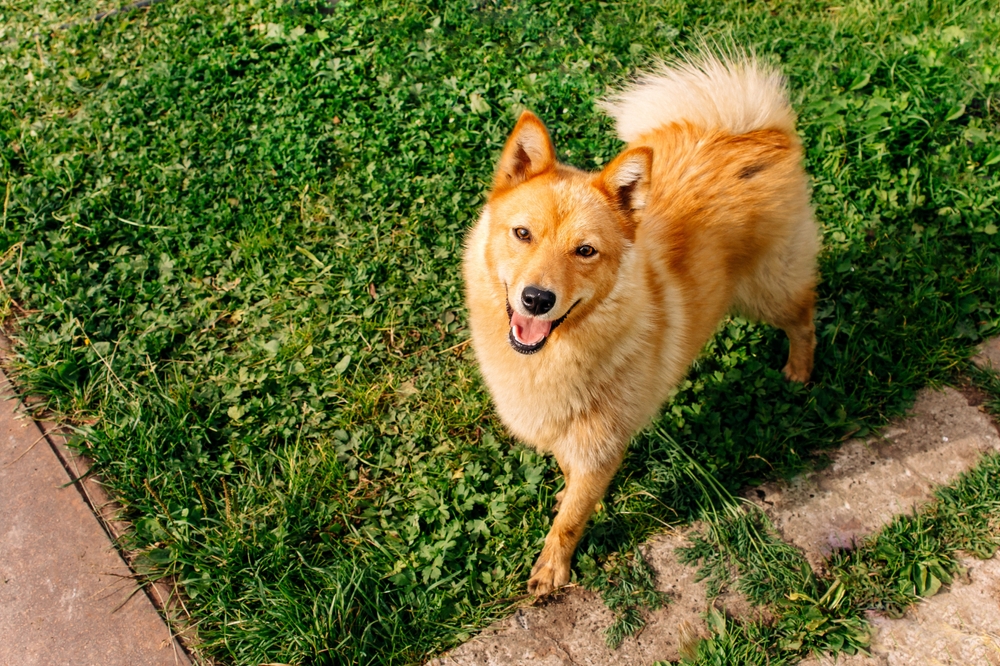 Finnish Spitz