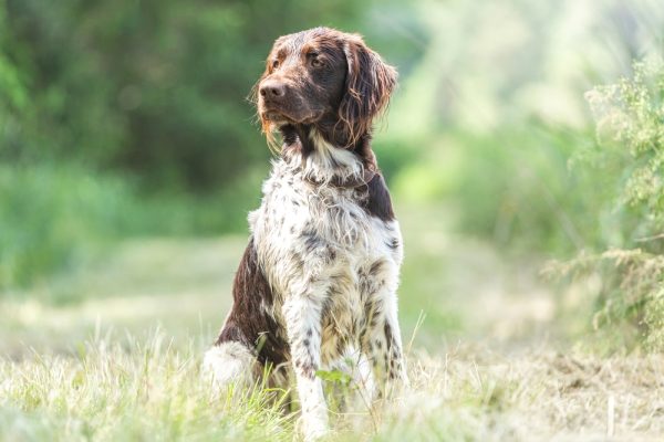 Portrait of a brown munsterlander breed hound in summer on a field outdoors