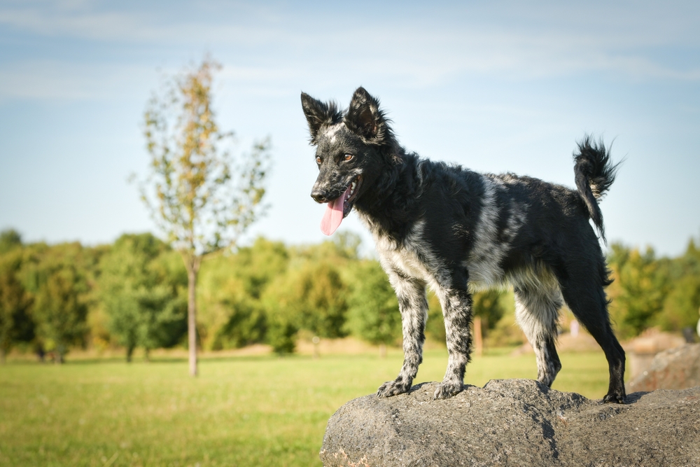 Portrait of dog puppy mudi