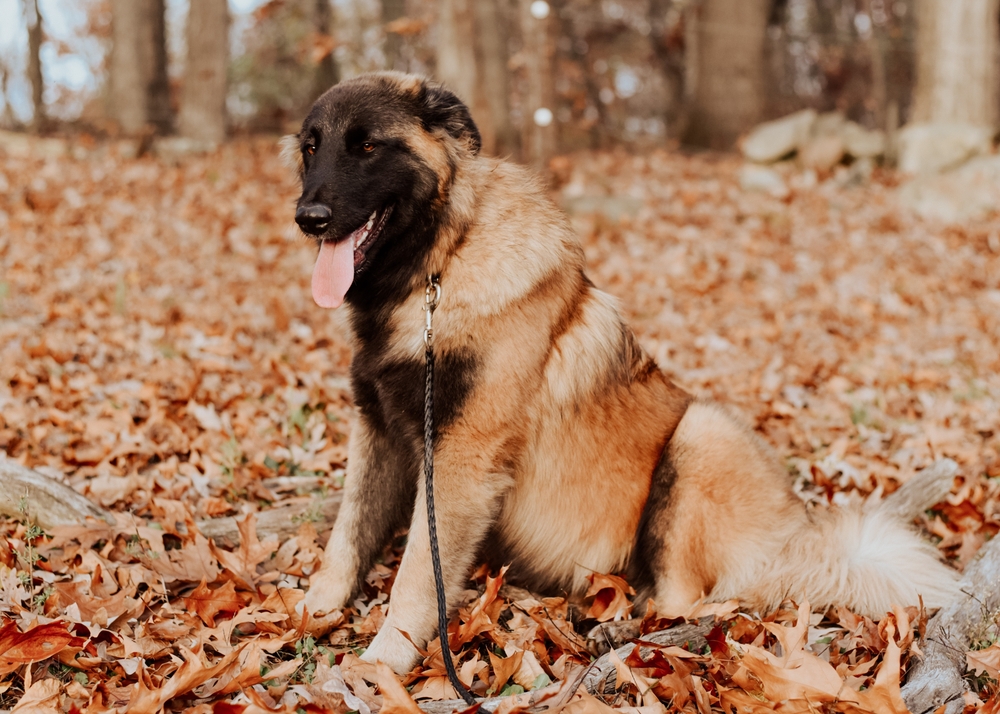 An Estrela Mountain dog sitting in leaves.