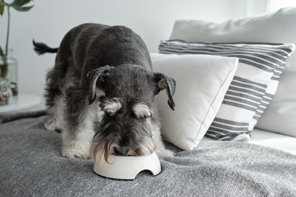 Purebred dog miniature schnauzer standing on sofa and eating dog food from bowl