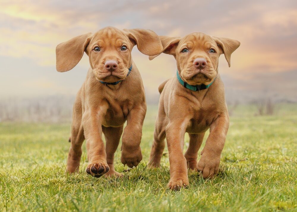 2 Hungarian Vizsla puppy