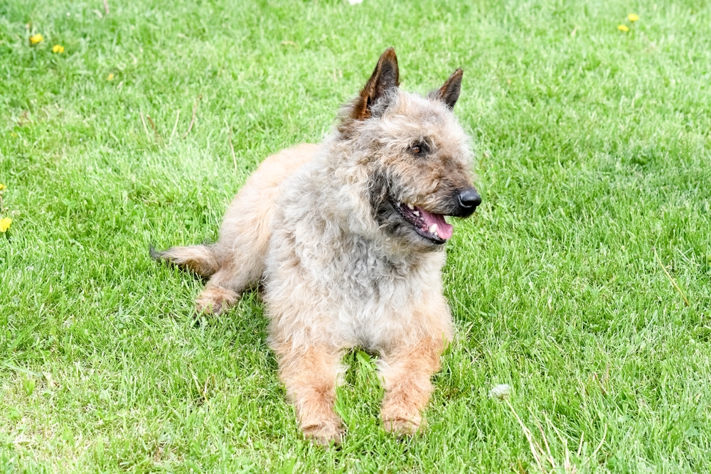 Belgian,Laekenois,Dog,Walking,Through,A,Field,On,A,Bright