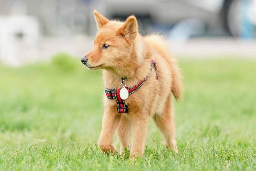 Finnish spitz dog standing in a field on a bright summer day