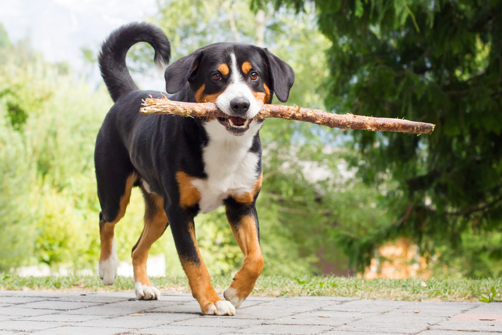 entlebucher mountain dog