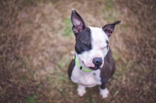 boston bull terrier