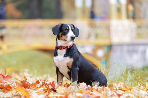 Entlebucher Mountain Dog in nature