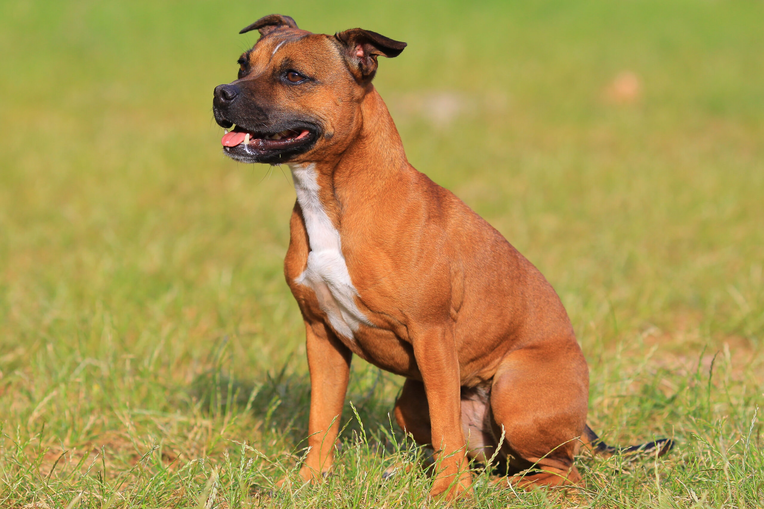 bull terrier staffordshire