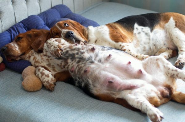 Pregnant,Basset
