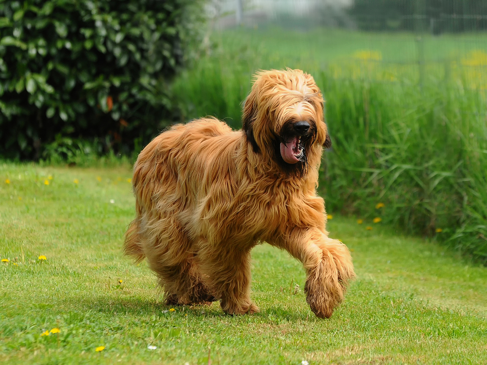 Briard Dog Breed: Info, Pictures, Facts & Traits – Dogster