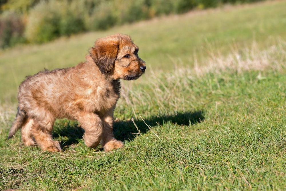 Briard Puppy running on grass