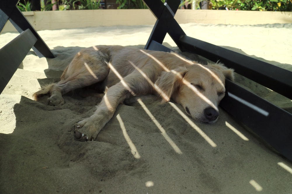 Dog Resting Under a Shade