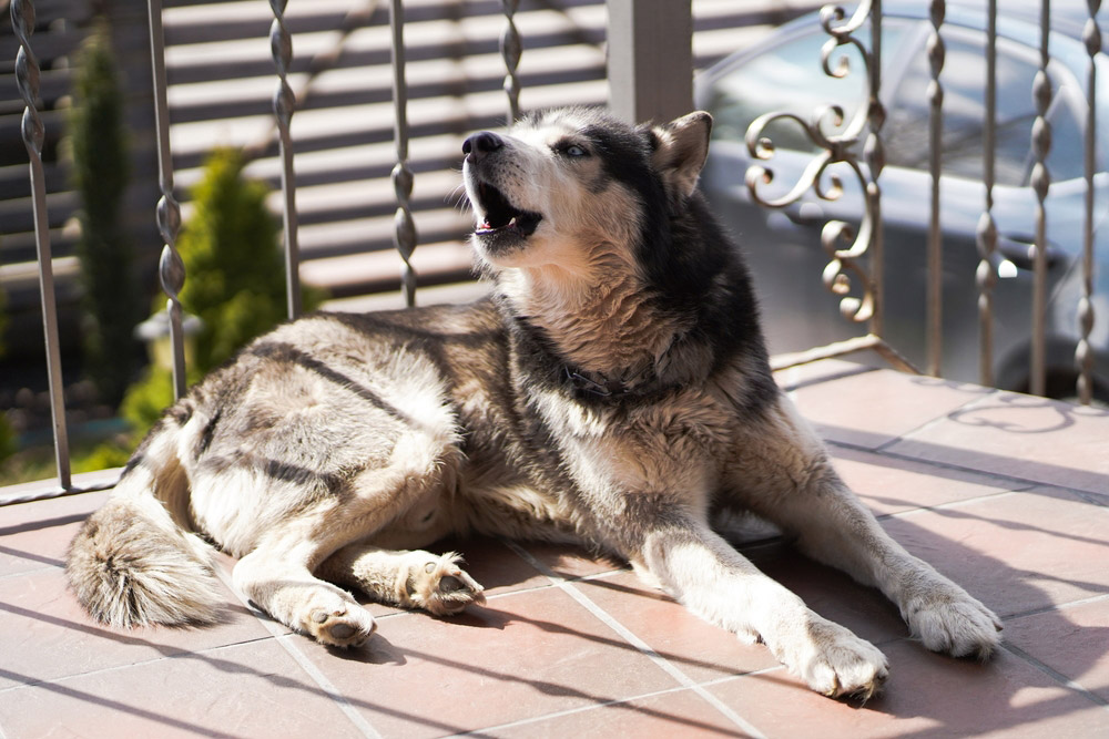 siberian husky dog lying on balcony and barking