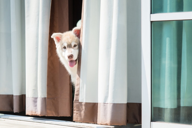 Siberian Husky dog playing hide and seek