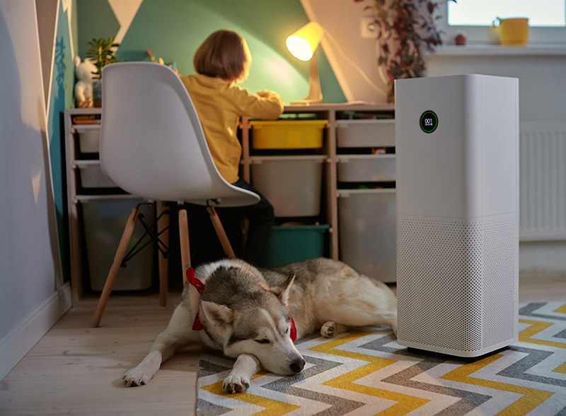 siberian husky dog sleeping inside the child's bedroom beside a purifier