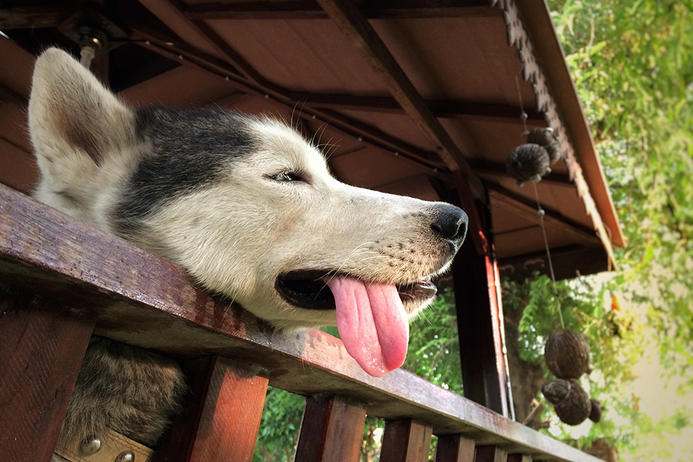 Siberian husky getting dehydrated