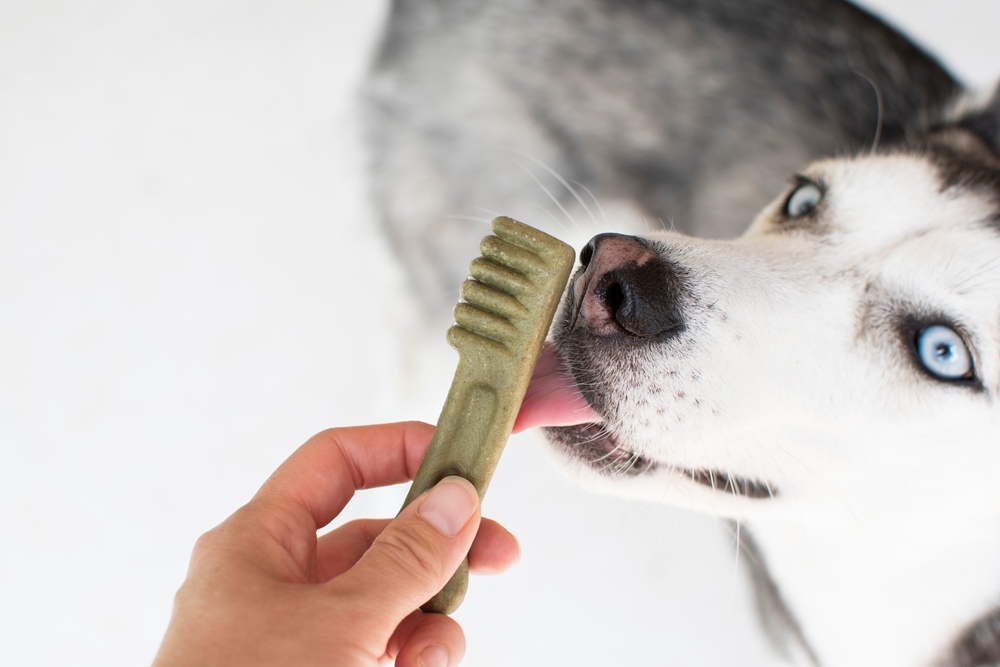 siberian husky given a dental treat