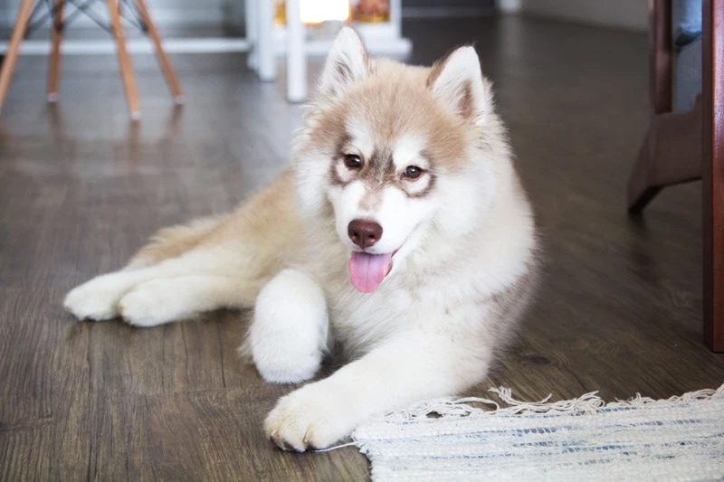 siberian husky lying on wooden floor