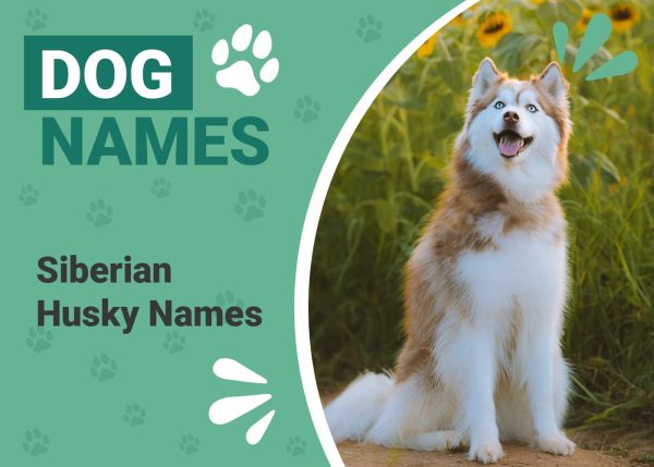Siberian Husky Names