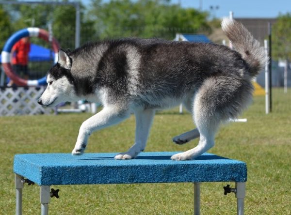 siberian husky on agility pause table