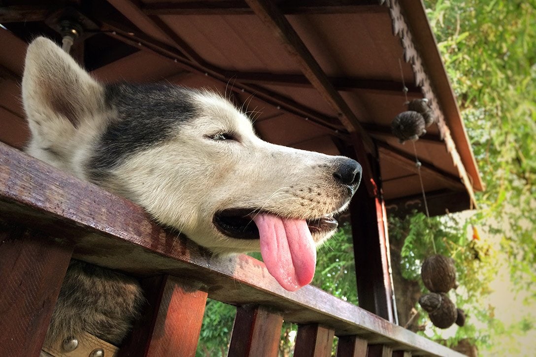 siberian husky panting