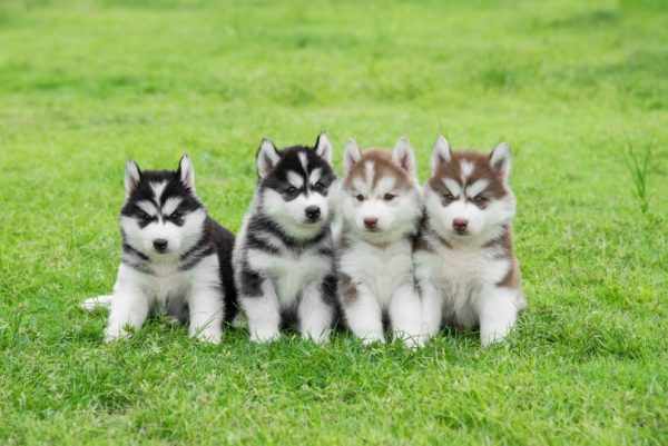 siberian husky puppies on the grass