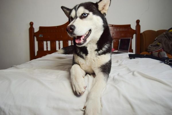 siberian husky scratching bed sheet