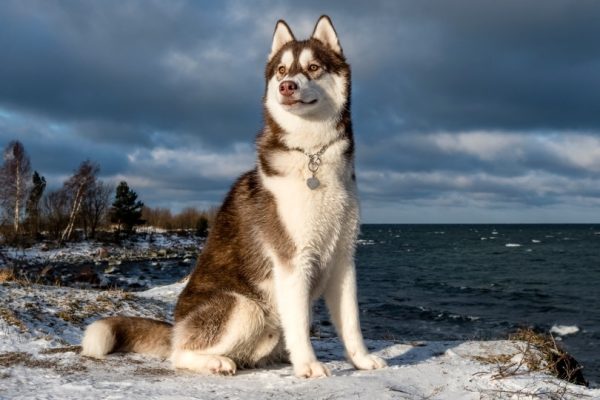 siberian husky sitting