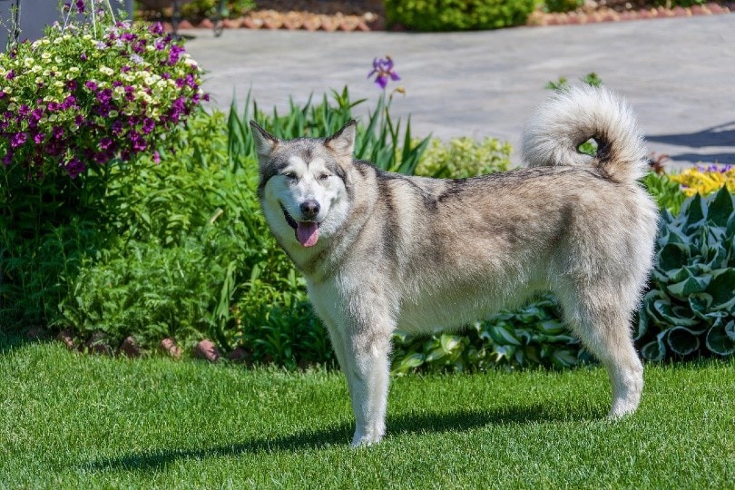 siberian husky standing on grass