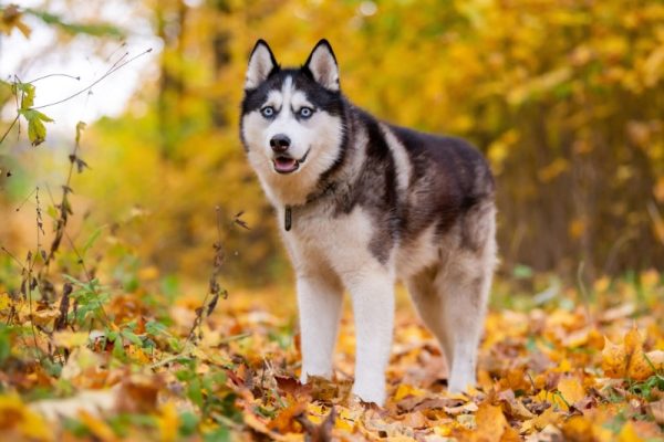 siberian husky standing on leaves in autumn park