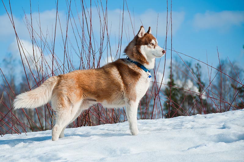 siberian husky wearing collar standing at snow