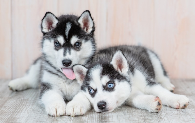 siberian puppy licking the other
