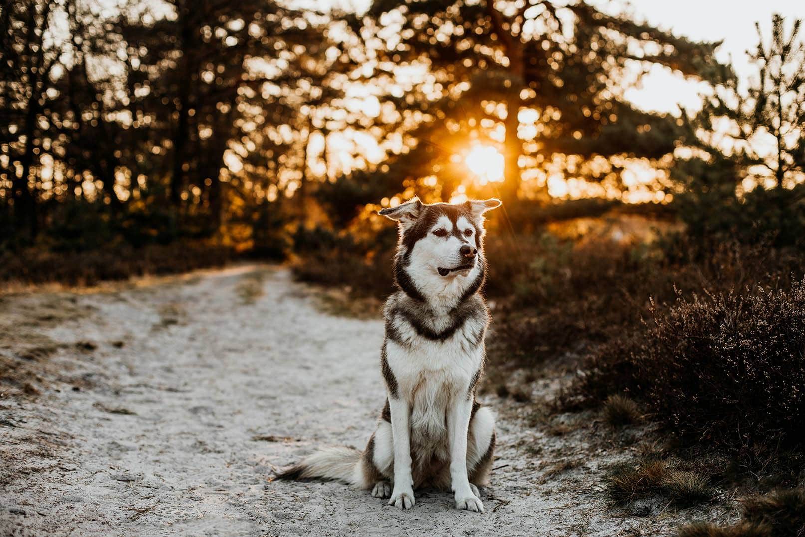 siberian retriever