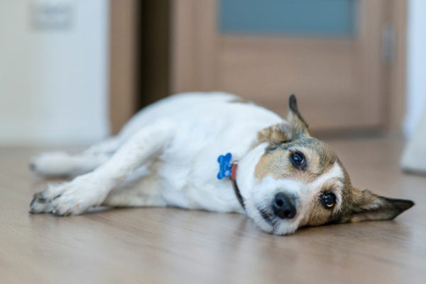 sick dog lying on the floor