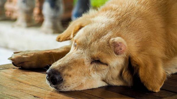 sick dog with veterinary assistant doing examination of his head tumor