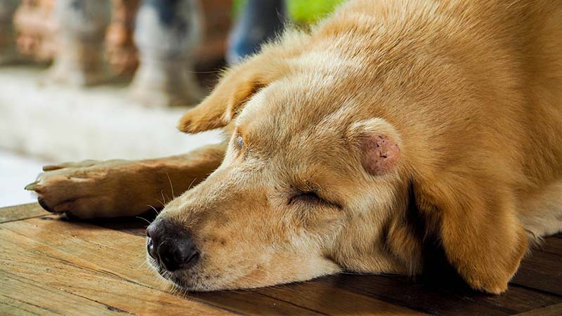 sick dog with veterinary assistant doing examination of his head tumor