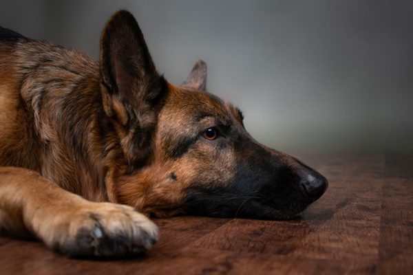 sick german shepherd dog lying on the floor