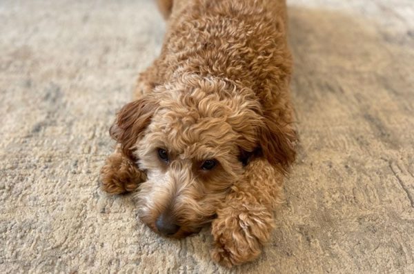 sick Goldendoodle dog lying on a carpet