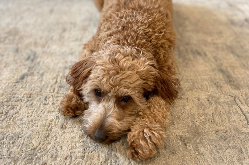 sick-goldendoodle-dog-lying-on-a-carpet