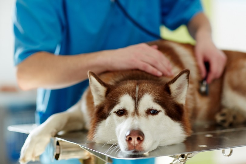 sick husky dog in vet