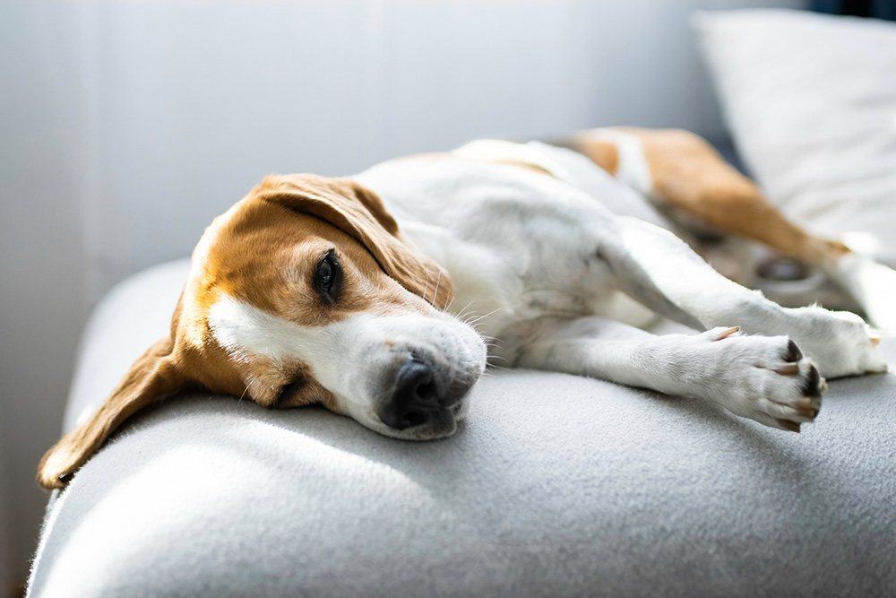 sick male beagle dog lying on the sofa
