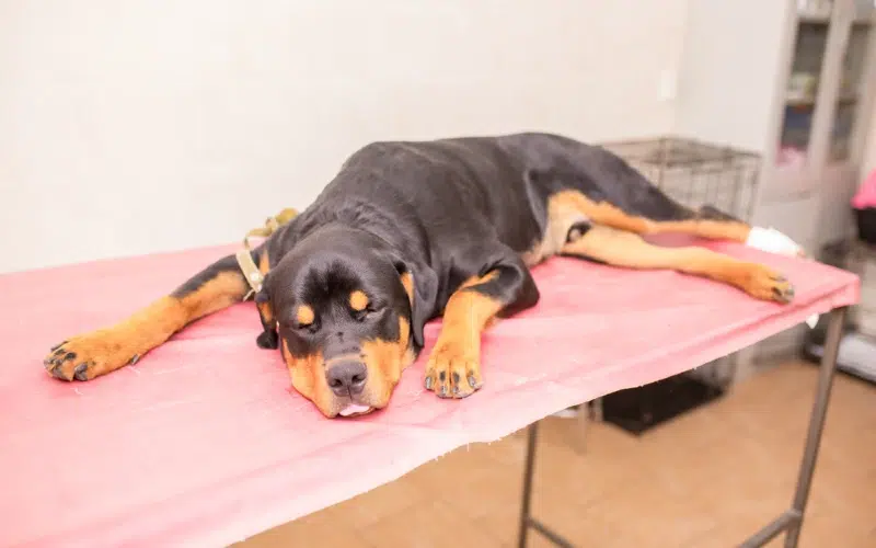 sick Rottweiler dog at a veterinary clinic