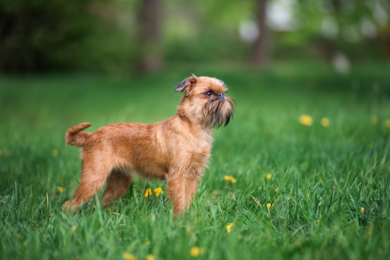 side view of Brussels Griffon dog standing on grass