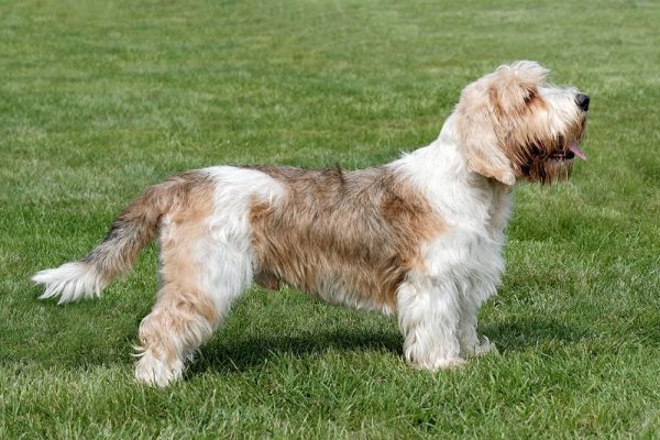 side view of Petit Basset Griffon Vendeen